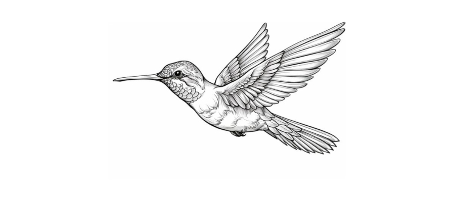 Hummingbird Coloring Pages